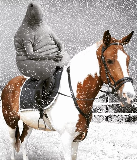 🐎 Стикер «Elephant seal» для Telegram