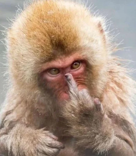 🖕 Стикер «Mono 2» для Telegram