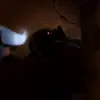 😘 Эмодзи «Ratatouille» для Telegram