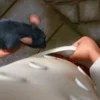 Стикер 34 Ratatouille
