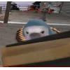 Стикер 33 😺 Team Fortress 2