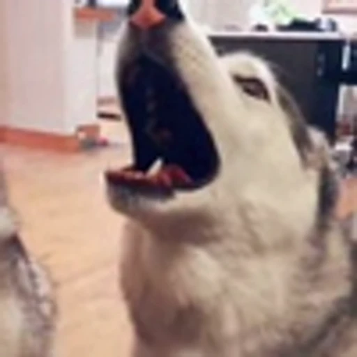 🤩 Эмодзи «Милые животные» для Telegram