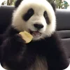 🐻 Эмодзи «Панды 1» для Telegram