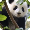 🥰 Эмодзи «Панды 1» для Telegram