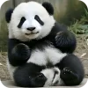 🐻 Эмодзи «Панды 1» для Telegram