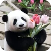 🐻 Эмодзи «Панды 1» для Telegram