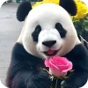 🌸 Эмодзи «Панды 1» для Telegram