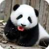 🐻 Эмодзи «Панды 1» для Telegram
