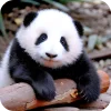 🐻 Эмодзи «Панды 1» для Telegram