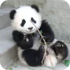 🐻 Эмодзи «Панды 1» для Telegram