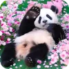🥰 Эмодзи «Панды 1» для Telegram