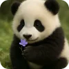 🐻 Эмодзи «Панды 1» для Telegram