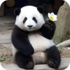 🐻 Эмодзи «Панды 1» для Telegram