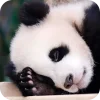 🥰 Эмодзи «Панды 1» для Telegram