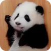 🐻 Эмодзи «Панды 1» для Telegram