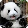 🥰 Эмодзи «Панды 1» для Telegram