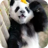 🐻 Эмодзи «Панды 1» для Telegram