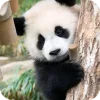 🐻 Эмодзи «Панды 1» для Telegram