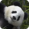 🐻 Эмодзи «Панды 1» для Telegram