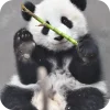 🥰 Эмодзи «Панды 1» для Telegram