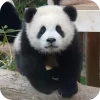 🐻 Эмодзи «Панды 1» для Telegram