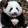 🥰 Эмодзи «Панды 1» для Telegram