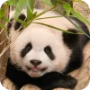 🐻 Эмодзи «Панды 1» для Telegram