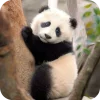 🐻 Эмодзи «Панды 1» для Telegram