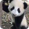 🐻 Эмодзи «Панды 1» для Telegram