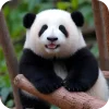 🐻 Эмодзи «Панды 1» для Telegram