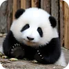 🥰 Эмодзи «Панды 1» для Telegram
