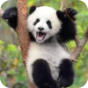 🐻 Эмодзи «Панды 1» для Telegram