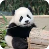 🐻 Эмодзи «Панды 1» для Telegram