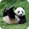 🐻 Эмодзи «Панды 1» для Telegram