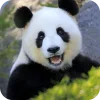 🐻 Эмодзи «Панды 1» для Telegram