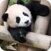 🐻 Эмодзи «Панды 1» для Telegram