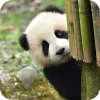 🥰 Эмодзи «Панды 1» для Telegram