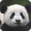 🥰 Эмодзи «Панды 1» для Telegram