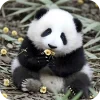 🥰 Эмодзи «Панды 1» для Telegram