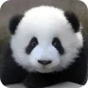 🥰 Эмодзи «Панды 1» для Telegram