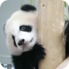 🥰 Эмодзи «Панды 1» для Telegram