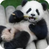 🐻 Эмодзи «Панды 1» для Telegram