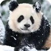 🐻 Эмодзи «Панды 1» для Telegram
