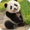 🥰 Эмодзи «Панды 1» для Telegram