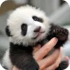 🥰 Эмодзи «Панды 1» для Telegram