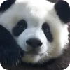 🐻 Эмодзи «Панды 1» для Telegram