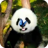 🥰 Эмодзи «Панды 1» для Telegram