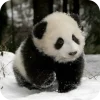 🥰 Эмодзи «Панды 1» для Telegram