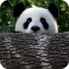🐻 Эмодзи «Панды 1» для Telegram