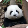 🐻 Эмодзи «Панды 1» для Telegram